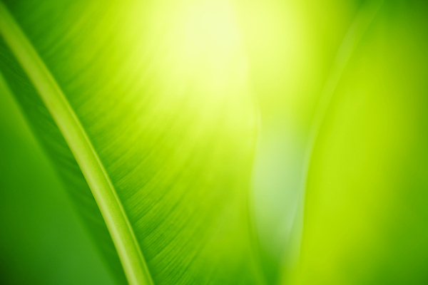 포토 JPG 해외이미지 나무 식물 계절 백그라운드 컨셉 잎 패턴 자연 벽지 추상 잔디 사람없음 초록색 빛 컬러풀 햇빛 태양 우주 환경 정원 맑음 봄 성장 신선 숲 질감 보케 부드러움 내추럴 블러 생태학 카피스페이스 그리너리 효과 해외202008 해외포토 자연요소 교육 컬러 무늬 날씨 공백 감각 생태계 파일형식 트랜드컬러