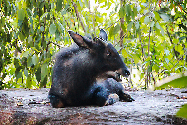 포토 JPG 해외이미지 모양 나무 동물 1 공원 아시아 얼굴 야생동물 백그라운드 잎 포유류 태국 자연 염소 생물 산 뿔 동물원 종류 사람없음 야외 초록색 갈색 검은색 황무지 숲 큼 영양 내추럴 동물상 땅바닥 전국 혼자 해외202008 해외포토 식물 공공시설 나라 컬러 바닥 신체부위 조형물 크기 생태계 파일형식