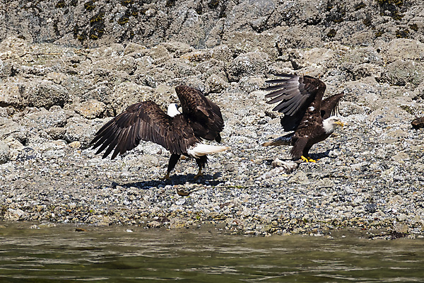포토 JPG 해외이미지 동물 호수 야생동물 캐나다 날개 자연 조류 낚시 서기 풍경 사람없음 물 파란색 강 갈색 환경 검은색 자유 흰색 비행 닫기 빗방울 깃털 부리 통나무 독수리 대머리 암초 알래스카 넘어짐 해외202008 해외포토 자연요소 나무 헤어스타일 컬러 컨셉 북아메리카 모션 레저 미국 비_날씨 생태계 파일형식