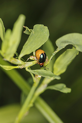 포토 JPG 해외이미지 식물 동물 계절 꽃 야생동물 줄기 곤충 백그라운드 컨셉 잎 자연 생물 사람없음 야외 초록색 컬러풀 정원 검은색 놀람 봄 닫기 해충 벌레 소프트포커스 작음 딱정벌레 묘사 내추럴 늘이기 동물상 해외202008 해외포토 감정 컬러 모션 촬영기법 표정 조형물 크기 생태계 파일형식