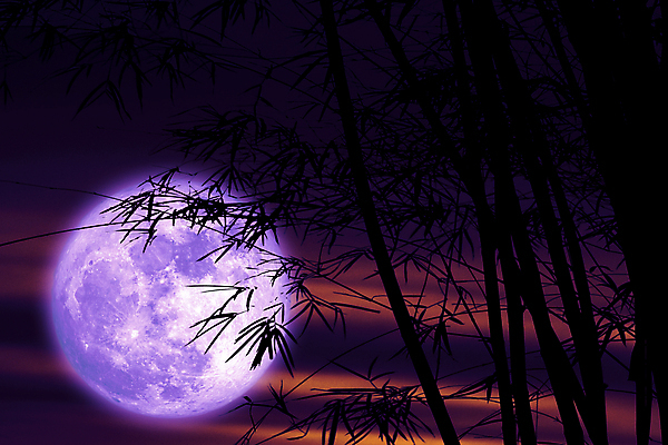 포토 JPG 해외이미지 나무 식물 구름 실루엣 분홍색 과학 백그라운드 밭 자연 하늘 손바닥 사람없음 빨간색 빛 우주 어둠 침묵 황혼 새벽 달 혈액 야간 저녁 숲 신비 기아 가득함 점성술 마법 현상 해외202008 해외포토 자연요소 손 컬러 컨셉 농업 촬영기법 소리 일몰 사회이슈 생태계 파일형식