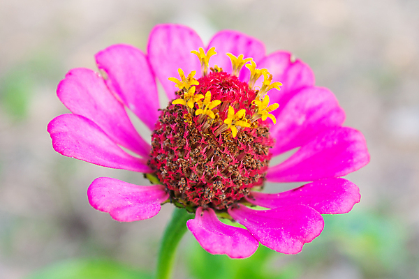 포토 JPG 해외이미지 식물 계절 공원 꽃잎 꽃 행복 꽃다발 백그라운드 잎 꽃무늬 자연 사람없음 야외 장식 여름 컬러풀 정원 봄 낭만 벚꽃 인사 신선 달콤 꽃가루 내추럴 강렬 해외202008 해외포토 공공시설 감정 컬러 컨셉 무늬 예절 맛 가루 생태계 파일형식