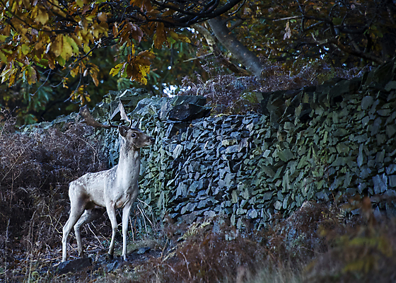 포토 JPG 해외이미지 나무 동물 공원 남자 실루엣 야생동물 백그라운드 포유류 자연 아침 사슴 영국 털 뿔 풍경 사람없음 목재 머리 달러 가을 게임 숲 바퀴자국 트로피 꼬리 사냥 내추럴 무료 암사슴 스코틀랜드 해외202008 해외포토 주간 식물 계절 공공시설 유럽 돈 재료 자국 놀이 촬영기법 사람 신체부위 암컷 상_우승 생태계 파일형식