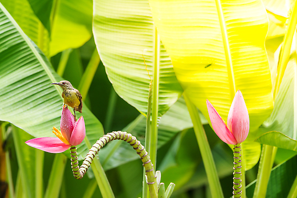 포토 JPG 해외이미지 나무 식물 동물 공원 여자 꽃 아시아 야생동물 분홍색 오렌지 자연 조류 바나나 사람없음 야외 초록색 컬러풀 갈색 노란색 환경 정원 벚꽃 나뭇가지 신선 숲 작음 먹기 깃털 꽃가루 꿀 동물상 해외202008 해외포토 공공시설 나라 컬러 과일 모션 사람 조형물 크기 가루 생태계 파일형식