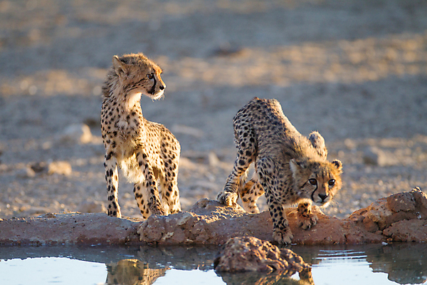 포토 JPG 해외이미지 동물 척추동물 야생동물 여행 포유류 아프리카 친절 항해 서기 사람없음 갈색 검은색 고양이 점 기다림 위험 사파리 호기심 육식동물 경보 세렝게티 탄자니아 해외202008 해외포토 감정 나라 컬러 컨셉 배_교통 모션 반려동물 파일형식
