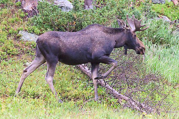 포토 JPG 해외이미지 동물 호수 야생동물 포유류 자연 산 털 종류 사람없음 물 갈색 어둠 코트 종 흰색 소나무 소 습지 숲 위험 큼 시원함 속눈썹 버드나무 황소 코 귀 무거움 주둥이 엘크 콜로라도 벨벳 해외202008 해외포토 자연요소 나무 컬러 컨셉 신체부위 미국 외투 무게 크기 실크 눈썹 생태계 파일형식