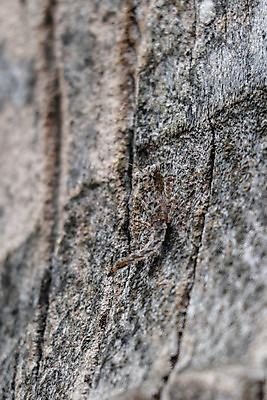 포토 JPG 해외이미지 나무 식물 동물 공원 야생동물 곤충 백그라운드 잎 자연 생물 종류 사람없음 야외 빨간색 초록색 여름 컬러풀 환경 정원 흰색 나뭇가지 황무지 닫기 벌레 숲 작음 묘사 생물학 나방 내추럴 동물상 해외202008 해외포토 계절 공공시설 교육 컬러 모션 조형물 크기 생태계 파일형식