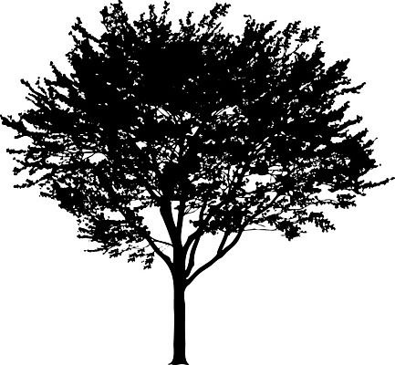 EPS 해외이미지 클립아트 나무 템플릿 공원 실루엣 줄기 낙엽 곡선 일러스트 자연 그림자 야외 그래픽 환경 수확 낙서 큼 스케치 자르기 관목 흰배경 복고 생물학 내추럴 고립 삼림지대 현실 해외202008 해외일러스트 식물 공공시설 교육 선 백그라운드 잎 농업 모션 촬영기법 미술 흰색 숲 크기 생태계 파일형식 벡터