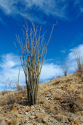 포토 JPG 해외이미지 식물 꽃 분홍색 백그라운드 꽃무늬 과일 자연 날씨 선인장 건조 풍경 사람없음 초록색 여름 파란색 컬러풀 보라색 사막 뜨거움 냄비 척추 내추럴 해외202008 해외포토 계절 컬러 무늬 뼈 솥 생태계 파일형식