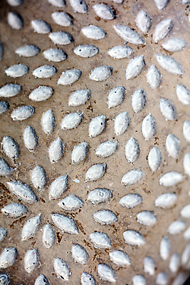 포토 JPG 해외이미지 식물 꽃 지구 꽃무늬 자연 탁자 이끼 취미 사람없음 목재 장식 파란색 컬러풀 정원 어둠 침묵 흙 봄 장비 수확 성장 도구 신선 업무 개화 냄비 컨테이너 허브 제비꽃 오브젝트 준비 유기농 시골집 원예 먼지 점토 헛간 해외202008 해외포토 나무 웰빙 계절 산업 컬러 가구 무늬 농업 재료 주택 소리 작업 솥 생태계 저장고 파일형식