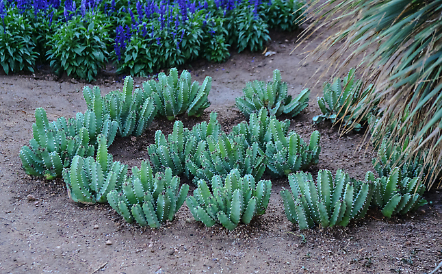 포토 JPG 해외이미지 식물 공원 꽃 자연 하늘 추상 건조 사람없음 야외 장식 파란색 미국 사막 신선 개화 황무지 날카로움 애리조나 내추럴 알로에 이국적 전국 해외202008 해외포토 공공시설 컬러 북아메리카 무늬 생태계 파일형식