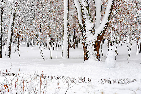 포토 JPG 해외이미지 나무 전통 계절 크리스마스 겨울 자연 눈사람 날씨 휴가 새로움 흑백 파노라마 풍경 사람없음 야외 장식 빛 냉동 얼음 검은색 침묵 추위 흰색 눈송이 숲 시원함 연도 심볼 서리 장면 북쪽 내추럴 눈내림 해외202008 해외포토 자연요소 식물 기념일 컬러 컨셉 눈_날씨 촬영기법 소리 방향 생태계 파일형식