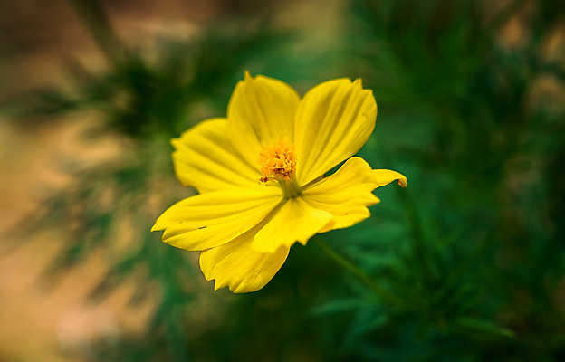 포토 JPG 해외이미지 식물 꽃 백그라운드 꽃무늬 오렌지 자연 사람없음 야외 빛 컬러풀 노란색 환경 정원 맑음 봄 벚꽃 신선 허브 오브젝트 코스모스 내추럴 케랄라주 해외202008 해외포토 계절 컬러 무늬 과일 날씨 인도_나라 생태계 파일형식