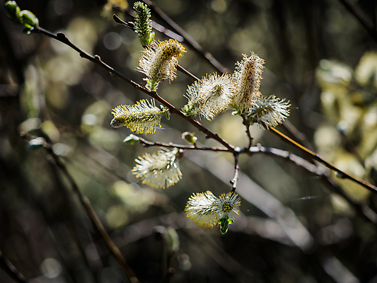 포토 JPG 해외이미지 나무 식물 동물 계절 꽃 백그라운드 꽃무늬 자연 부활절 사람없음 노란색 고양이 봄 벚꽃 흰색 나뭇가지 4월 버드나무 솜털 내추럴 해외202008 해외포토 기념일 컬러 무늬 포유류 반려동물 날짜 생태계 파일형식
