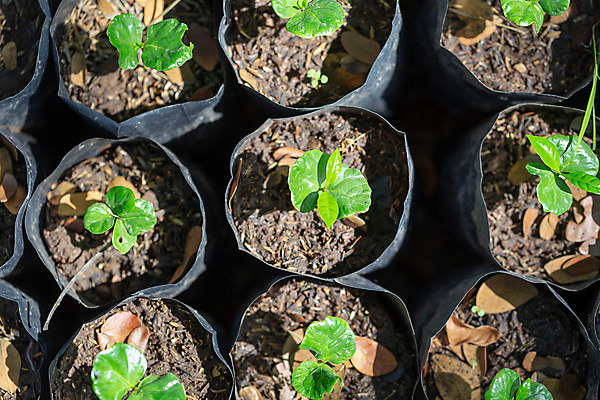 포토 JPG 해외이미지 나무 식물 꽃 지구 커피 선 잎 밭 농업 가방 자연 새로움 씨앗 사람없음 초록색 여름 농작물 농장 새싹 정원 검은색 흙 성장 나뭇가지 신선 농부 작음 유기농 원예 먼지 내추럴 땅바닥 모종 생태학 아라비카 카페인 생존 해외202008 해외포토 직업 웰빙 잡화 계절 교육 산업 음료 컬러 컨셉 바닥 취미 크기 생태계 파일형식