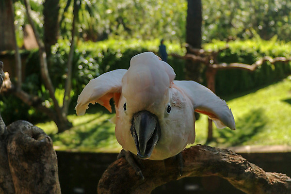 포토 JPG 해외이미지 동물 공원 야생동물 분홍색 백그라운드 날개 오렌지 장난 태국 자연 조류 동물원 앉기 사람없음 반려동물 컬러풀 머리 흰색 닫기 깃털 부리 앵무새 연어 솜털 내추럴 동물상 이국적 잉꼬 해외202008 해외포토 공공시설 아시아 컬러 과일 모션 어류 신체부위 조형물 생태계 파일형식