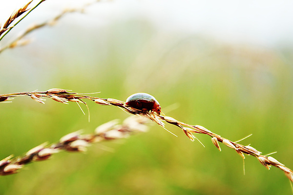 포토 JPG 해외이미지 식물 동물 디자인 아시아 야생동물 곤충 백그라운드 잎 밭 자연 건강 종류 앉기 사람없음 빨간색 초록색 평화 걷기 정원 검은색 화목 봄 활발 칼날 호주 벌레 소프트포커스 작음 딱정벌레 순수 묘사 생물학 무당벌레 남쪽 생태학 강조 해외202008 해외포토 계절 교육 나라 컬러 컨셉 농업 모션 촬영기법 오세아니아 크기 방향 생태계 파일형식