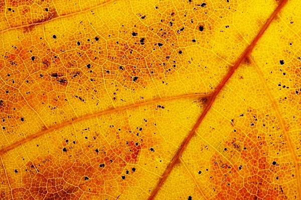 포토 JPG 해외이미지 나무 식물 디자인 계절 백그라운드 잎 패턴 오렌지 자연 벽지 추상 사람없음 야외 장식 빨간색 컬러풀 노란색 어둠 가을 숲 11월 묘사 질감 10월 내추럴 그런지 해외202008 해외포토 컬러 무늬 과일 날짜 생태계 파일형식