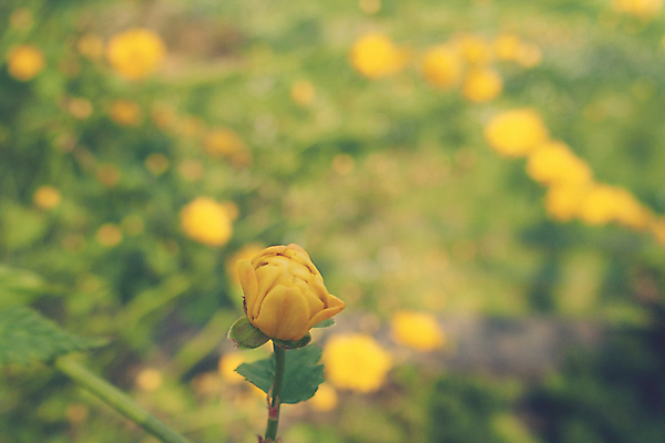 포토 JPG 해외이미지 식물 계절 꽃잎 꽃 백그라운드 잎 꽃무늬 자연 따뜻함 사람없음 야외 초록색 컬러풀 노란색 정원 봄 벚꽃 작음 관목 내추럴 해외202008 해외포토 나무 컬러 무늬 크기 생태계 파일형식