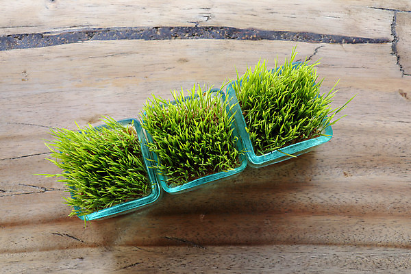 포토 JPG 해외이미지 나무 식물 디자인 꽃 아시아 음식 백그라운드 잎 농업 다이어트 채소 재료 자연 유리 밥 건조 건강 요리 씨앗 동양인 사람없음 야외 장식 빨간색 초록색 여름 갈색 금속 정원 검은색 식사 흰색 신선 항아리 닫기 냄비 낟알 컨테이너 시리얼 유기농 원예 날것 내추럴 고립 단백질 채식주의자 해외202008 해외포토 웰빙 계절 나라 산업 컬러 모션 재질 인종 취미 도자기 솥 생태계 채식 영양소 파일형식