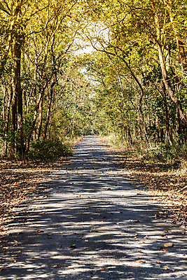 포토 JPG 해외이미지 나무 계절 공원 도로 여행 잎 자연 풍경 사람없음 야외 초록색 여름 파란색 햇빛 노란색 정원 가을 시골 숲 내추럴 방법 해외202008 해외포토 식물 공공시설 길 컬러 교통시설 태양 생태계 파일형식