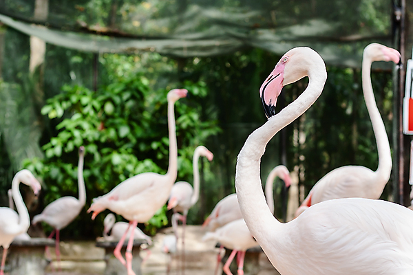 포토 JPG 해외이미지 동물 라이프스타일 야생동물 분홍색 백그라운드 날개 아프리카 자연 조류 생물 서기 사람없음 야외 빨간색 여름 컬러풀 머리 걷기 환경 흰색 그룹 황무지 우아함 깃털 만족 부리 장면 목 내추럴 동물상 이국적 해외202008 해외포토 계절 감정 나라 컬러 컨셉 모션 생활 신체부위 조형물 생태계 파일형식