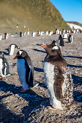 포토 JPG 해외이미지 동물 응시 야생동물 섬 여행 겨울 자연 조류 병아리 종류 서기 사람없음 야외 반려동물 검은색 희망 추위 흰색 아기 그룹 황무지 선탠 보호 모피 북극 깃털 펭귄 부리 지역 커뮤니티 남쪽 식민지 해외202008 해외포토 시선 계절 감정 컬러 컨셉 모션 사람 극지방 방향 생태계 파일형식