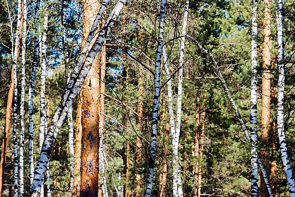 포토 JPG 해외이미지 나무 패턴 놀이 추상 그림자 외벽 풍경 사람없음 야외 초록색 빛 봄 회색 젖음 껍질 흰색 나뭇가지 소나무 바늘 티켓 숲 가득함 속도 나무껍질 자작나무 해외202008 해외포토 식물 계절 벽 컬러 무늬 도구 파일형식
