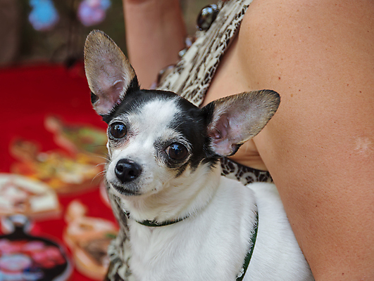 포토 JPG 해외이미지 동물 척추동물 응시 새끼 백그라운드 포유류 생물 털 종류 사람 사람없음 야외 세로 반려동물 머리 흰색 닫기 개 강아지 스마트 집중 경계 어깨 귀 슛 주둥이 송곳니 기르기 유래 총구 해외202008 해외포토 시선 컬러 컨셉 모션 신체부위 치아 돌봄 파일형식