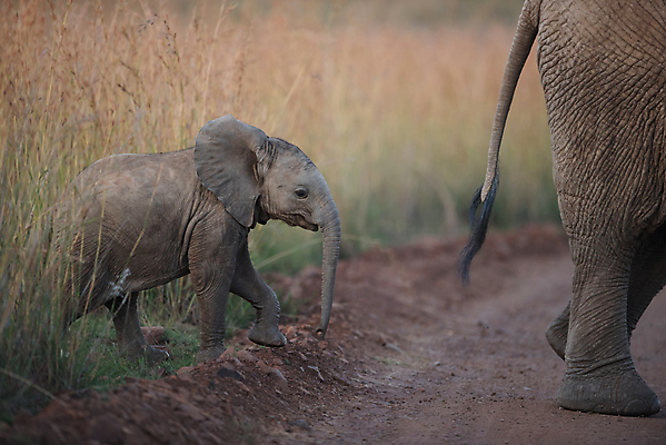포토 JPG 해외이미지 동물 공원 여자 야생동물 어린이 여행 포유류 가족 아프리카 자연 엄마 초식동물 코끼리 종류 풍경 사람없음 야외 게임 아기 황무지 보호 작음 큼 사파리 귀 5 내추럴 송아지 마사이족 사바나 전국 해외202008 해외포토 공공시설 나라 새끼 컨셉 관계 놀이 사람 신체부위 숫자 소 크기 생태계 파일형식