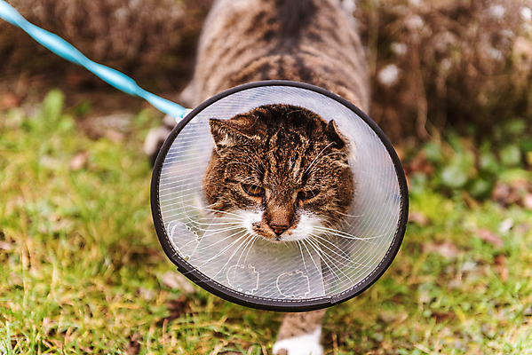 포토 JPG 해외이미지 동물 얼굴 백그라운드 포유류 건강 병원 안전 사람없음 치료 반려동물 약 머리 고양이 고통 환자 흰색 긴급 도움 보호 질병 상처 플라스틱 귀 목 외과 원뿔 수의사 고립 돌봄 해외202008 해외포토 도형 감정 컬러 컨셉 의학 모션 재질 신체부위 의사 파일형식