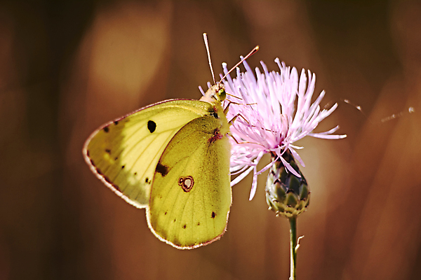 포토 JPG 해외이미지 식물 동물 꽃 야생동물 과학 나비 곤충 백그라운드 날개 오렌지 자연 바람 친절 사랑 풍경 사람없음 초록색 여름 컬러풀 노란색 정원 검은색 침묵 봄 자유 시골 점 오픈 황금 가장자리 벌레 왕 속도 분수 고립 전경 해외202008 해외포토 자연요소 계절 감정 컬러 컨셉 과일 날씨 소리 둘레 생태계 파일형식 탑뷰