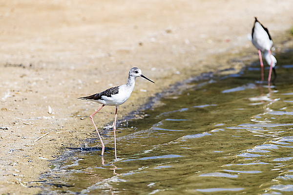 포토 JPG 해외이미지 동물 호수 야생동물 여행 중동 자연 조류 종류 사람없음 야외 물 환경 검은색 흰색 연못 행운 보호 작음 깃털 부리 물새 서식지 석호 내추럴 아랍에미리트 동물상 두바이 해외202008 해외포토 자연요소 나라 컬러 컨셉 조형물 크기 생태계 파일형식