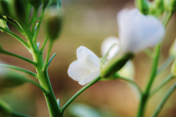 포토 JPG 해외이미지 식물 꽃 산업 아시아 음식 잎 겨울 밭 농업 다이어트 채소 재료 태국 자연 건강 요리 동양인 사람없음 초록색 농작물 농장 농경지 중국 봄 수확 시골 신선 개화 이슬 먹기 유기농 원예 양배추 날것 섬유 비타민 내추럴 땅바닥 심기 채식주의자 케일 세련 맛있는 해외202008 해외포토 웰빙 계절 나라 컬러 모션 바닥 인종 취미 직물 생태계 채식 영양소 파일형식