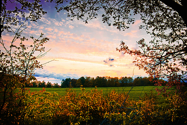 포토 JPG 해외이미지 나무 식물 계절 공원 꽃 여행 백그라운드 밭 자연 아침 그림자 풍경 잔디 초원 사람없음 야외 목재 초록색 여름 빛 햇빛 태양 노란색 일출 환경 맑음 침묵 일몰 봄 시골 신선 저녁 숲 장면 내추럴 해외202008 해외포토 주간 자연요소 공공시설 컬러 농업 재료 날씨 노을 소리 야간 생태계 파일형식