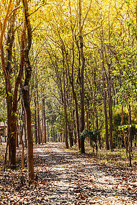 포토 JPG 해외이미지 나무 계절 공원 도로 여행 잎 자연 풍경 사람없음 야외 초록색 여름 파란색 햇빛 노란색 정원 가을 시골 숲 내추럴 방법 해외202008 해외포토 식물 공공시설 길 컬러 교통시설 태양 생태계 파일형식