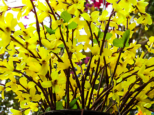 포토 JPG 해외이미지 식물 캐릭터 꽃 분홍색 꽃다발 백그라운드 무지개 꽃무늬 오렌지 자연 벽지 발렌타인데이 선물 사랑 사람없음 내부 장식 빨간색 초록색 파란색 컬러풀 장미 노란색 정원 활발 재활용 낭만 벚꽃 흰색 축하 신선 난초 플라스틱 묘사 특별함 해외202008 해외포토 자연요소 감정 컬러 컨셉 무늬 과일 데이이벤트 재질 친환경 생태계 파일형식