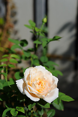 포토 JPG 해외이미지 나무 식물 계절 공원 꽃잎 꽃 벽 줄기 백그라운드 잎 꽃무늬 자연 아침 발렌타인데이 사랑 사람없음 야외 장식 초록색 여름 빛 컬러풀 장미 노란색 환경 정원 봄 벚꽃 흰색 신선 개화 원예 부드러움 내추럴 해외202008 해외포토 주간 공공시설 감정 컬러 무늬 데이이벤트 취미 감각 생태계 파일형식