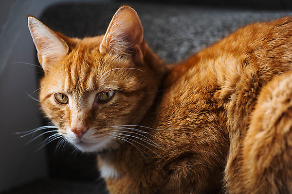 포토 JPG 해외이미지 동물 백그라운드 오렌지 창문 포유류 수염 주택 털 사랑 성인 사람없음 빛 반려동물 소파 고양이 가축 호랑이 기다림 모피 얼룩무늬 완벽 해외202008 해외포토 감정 컨셉 무늬 의자 과일 모션 사람 건물 파일형식