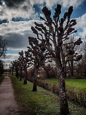 포토 JPG 해외이미지 모양 나무 식물 전통 디자인 실루엣 도로 여행 백그라운드 단풍 잎 패턴 밭 일러스트 자연 하늘 추상 덴마크 미술 풍경 사람없음 야외 목재 초록색 여름 파란색 세트 정원 검은색 봄 흰색 시골 계획 숲 스케치 자르기 윤곽 내추럴 미루나무 재 해외202008 해외포토 계절 길 컬러 컨셉 무늬 농업 재료 교통시설 모션 문화예술 촬영기법 북유럽 생태계 파일형식