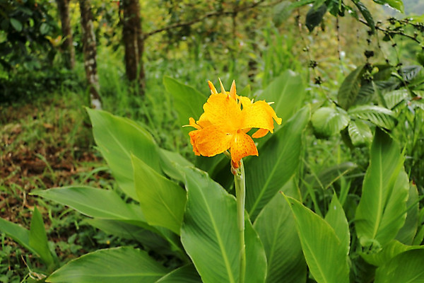 포토 JPG 해외이미지 식물 디자인 계절 공원 꽃잎 꽃 꽃다발 백그라운드 잎 꽃무늬 밭 오렌지 자연 사람없음 야외 장식 빨간색 초록색 빛 컬러풀 노란색 정원 봄 벚꽃 신선 개화 인도인 오브젝트 싱글 슛 내추럴 해외202008 해외포토 외국인 공공시설 컬러 무늬 농업 과일 동양인 생태계 파일형식