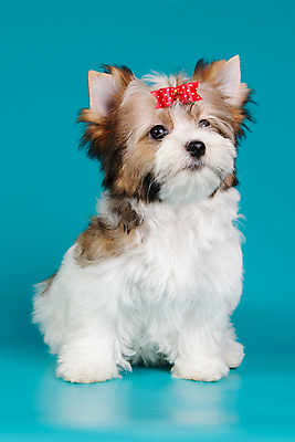 포토 JPG 해외이미지 동물 1 행복 새끼 백그라운드 새로움 털 미소 사람없음 빨간색 반려동물 검은색 거울 흰색 개 달콤 강아지 작음 요크셔테리어 테리어 활 솜털 송곳니 기르기 비버 삼색 해외202008 우호적 해외포토 감정 컬러 컨셉 포유류 표정 맛 치아 크기 돌봄 파일형식