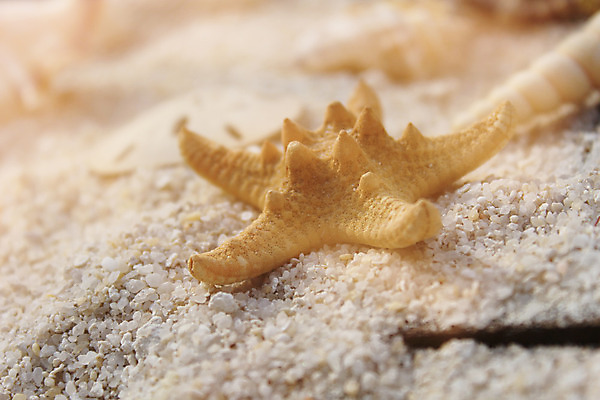 포토 JPG 해외이미지 모래 바다 섬 여행 백그라운드 자연 휴가 조개 불가사리 사람없음 물 여름 모래사장 햇빛 항구 봄 산책로 수확 껍질 소라 복고 내추럴 단절 파라다이스 해외202008 해외포토 자연요소 계절 길 농업 교통시설 어패류 극피동물 태양 생태계 파일형식