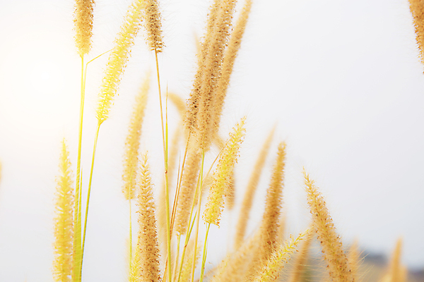 포토 JPG 해외이미지 주간 식물 구름 계절 꽃 아시아 여행 백그라운드 잎 밭 태국 자연 하늘 거리 건조 갈대 동양인 초원 사람없음 야외 여름 햇빛 농장 농경지 노란색 활발 수확 시골 개화 저녁 언덕 복고 내추럴 해외202008 해외포토 자연요소 나라 컬러 컨셉 농업 인종 태양 야간 생태계 파일형식