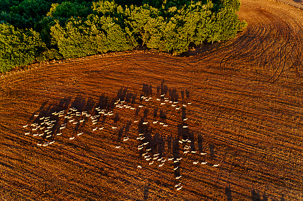 포토 JPG 해외이미지 식물 동물 공원 밭 농업 자연 산 안테나 풍경 초원 사람없음 야외 여름 농경지 환경 가축 시골 군중 숲 방목 땅 언덕 그림 산등성이 지역 양고기 자원 혹 교외 땅바닥 삼림지대 찰과상 평야 해외202008 해외포토 계절 공공시설 산업 통신 바닥 육류 사람 농장 축산업 상처 생태계 파일형식