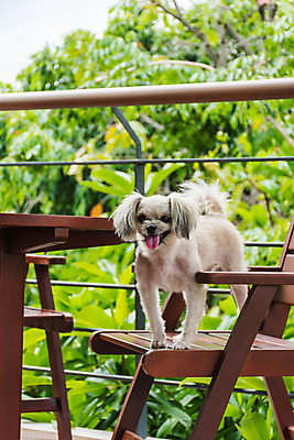 포토 JPG 해외이미지 동물 응시 행복 커피 의자 포유류 자연 유리 탁자 휴식 아이스크림 디저트 사탕 앉기 사람없음 야외 목재 반려동물 상점 식당 얼음 카페 빵집 기다림 개 달콤 맛 강아지 작음 먹기 송곳니 관심 섞기 주목 포메라니안 맛있는 출석 해외202008 해외포토 자연요소 나무 시선 감정 음료 음식 가구 컨셉 재료 모션 재질 치아 크기 생태계 파일형식