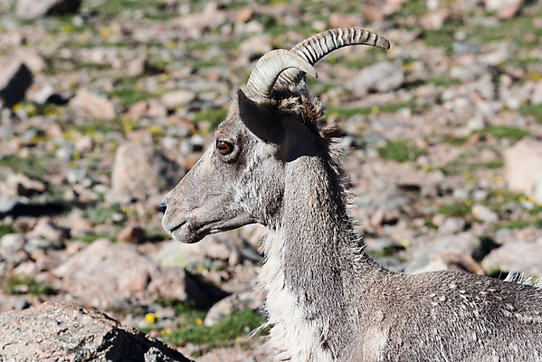 포토 JPG 해외이미지 동물 여자 남자 야생동물 어린이 모래 포유류 자연 털 뿔 사람없음 빛 태양 갈색 힘 가을 붓 양 뜨거움 소 군중 먹기 바퀴자국 냄새 문학 암초 내추럴 램 어려움 콜로라도 해외202008 해외포토 자연요소 계절 컬러 자국 모션 사람 미국 생태계 파일형식