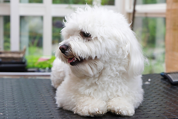 포토 JPG 해외이미지 동물 응시 백그라운드 포유류 탁자 털 실내 사람없음 반려동물 머리 흰색 공구 머리빗 개 작음 모피 이발 테리어 몸단장 송곳니 거짓말 기르기 돌봄 위생관리 유래 해외202008 해외포토 시선 컬러 가구 모션 관리 내부 신체부위 도구 미용용품 치아 크기 파일형식