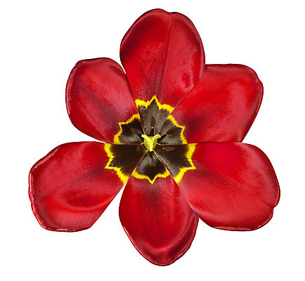 포토 JPG 해외이미지 식물 꽃잎 꽃 클리핑패스 백그라운드 꽃무늬 전구 자연 사람없음 빨간색 노란색 검은색 봄 튤립 벚꽃 흰색 신선 고립 꽃수술 해외202008 해외포토 계절 컬러 무늬 생태계 파일형식