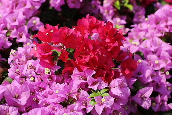 포토 JPG 해외이미지 나무 식물 공원 꽃잎 꽃 행복 종이 분홍색 꽃다발 백그라운드 잎 크리스마스 꽃무늬 자연 따뜻함 건강 사랑 사람없음 야외 장식 빨간색 초록색 빛 컬러풀 정원 맑음 보라색 봄 벚꽃 흰색 나뭇가지 신선 개화 저녁 자주색 질감 내추럴 해외202008 해외포토 계절 공공시설 기념일 감정 컬러 무늬 날씨 야간 생태계 파일형식